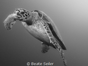Turtle on the way to the suurface by Beate Seiler 